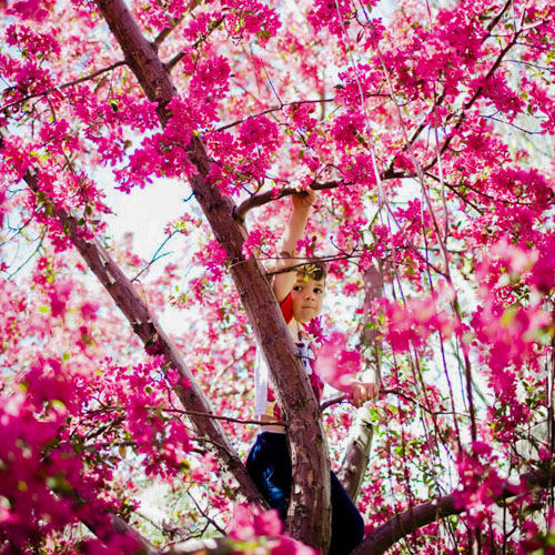 Spring Tree Climbing Blossoms
