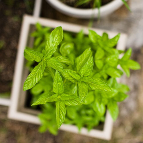 Basil Garden