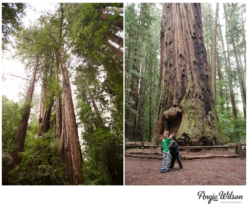 redwoods_california